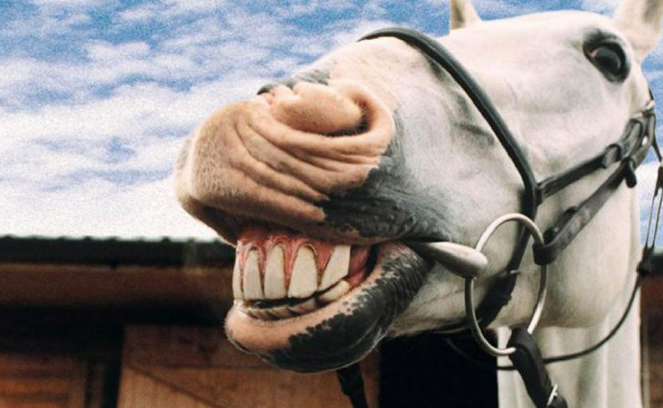 Você já viu um cavalo sorrindo? - Momento Equestre